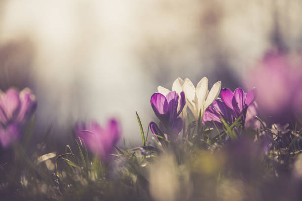 istock Springtime. Spring flowers in sunlight, outdoor nature. Wild crocus, postcard. 1138151071