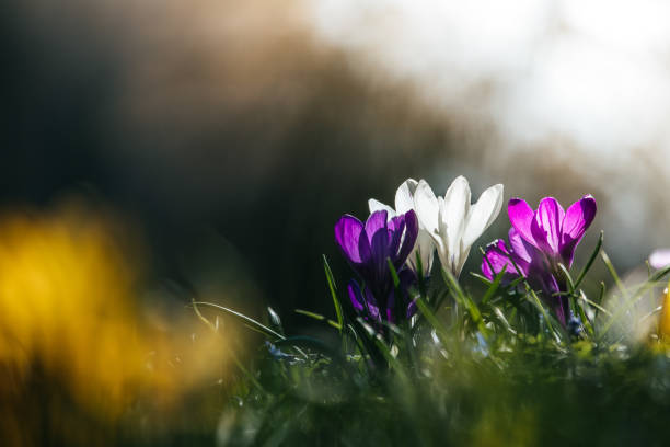istock Springtime. Spring flowers in sunlight, outdoor nature. Wild crocus, postcard. 1138151661