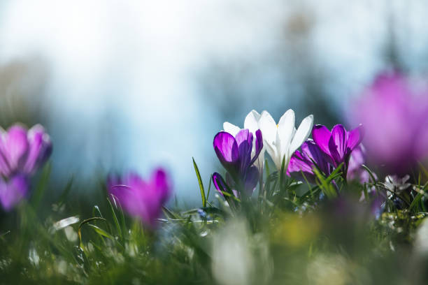 istock Springtime. Spring flowers in sunlight, outdoor nature. Wild crocus, postcard. 1138151674