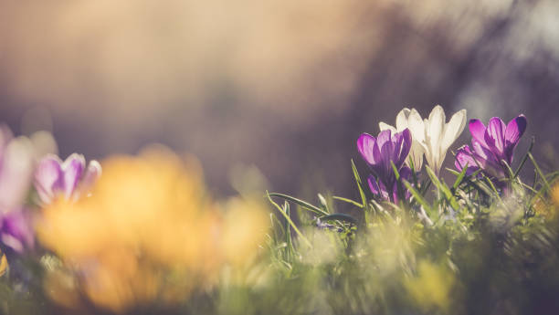 istock Springtime. Spring flowers in sunlight, outdoor nature. Wild crocus, postcard. 1138152817