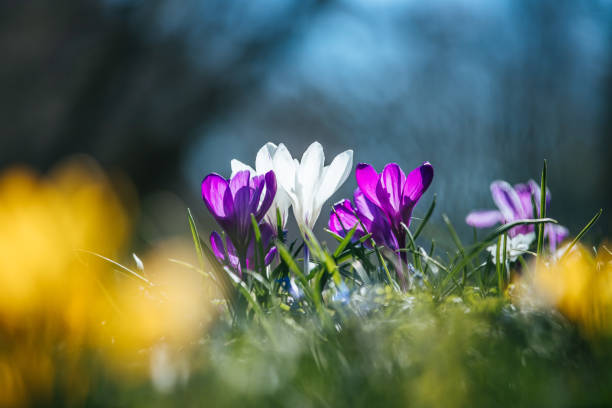 istock Springtime. Spring flowers in sunlight, outdoor nature. Wild crocus, postcard. 1138152900