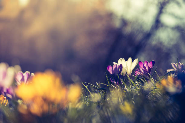istock Springtime. Spring flowers in sunlight, outdoor nature. Wild crocus, postcard. 1138153009