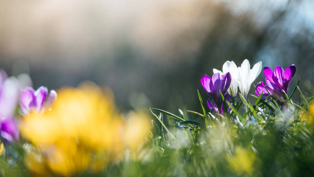 istock Springtime. Spring flowers in sunlight, outdoor nature. Wild crocus, postcard. 1138153132