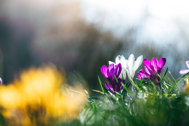 istock Springtime. Spring flowers in sunlight, outdoor nature. Wild crocus, postcard. 1138153412