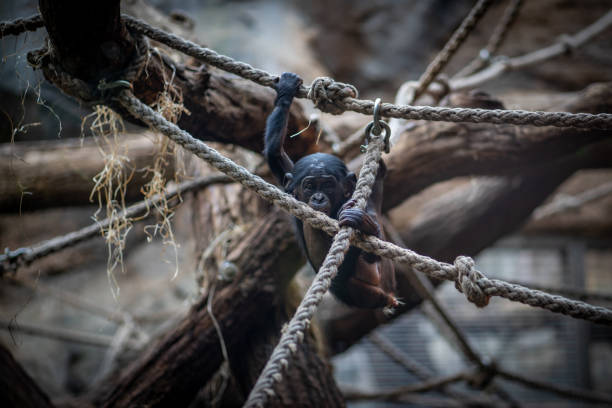 A baby ape in Frankfurt Zoo.