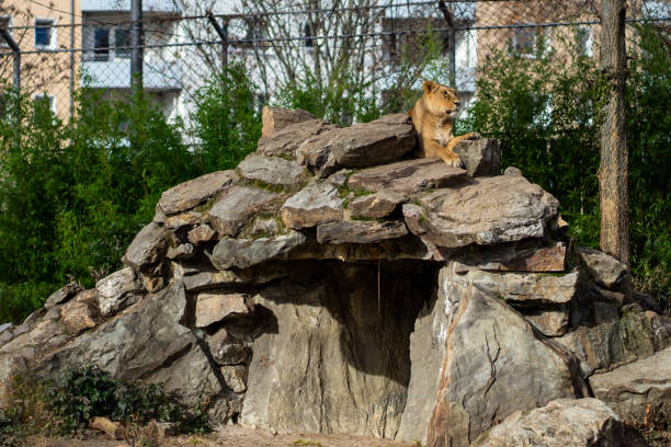 A lioness in Frankfurt Zoo.