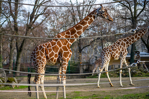Two giraffes in Frankfurt Zoo.