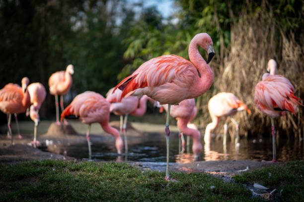 flamingos in frankfurt zoo - lake nakuru stock-fotos und bilder