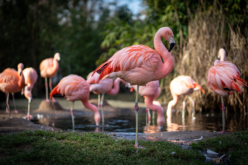 Pink Flamingo in water feeding.