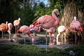 Flamingos at Frankfurt Zoo