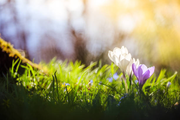 istock Springtime. Spring flowers in sunlight, outdoor nature. Wild crocus, postcard. 1138154641