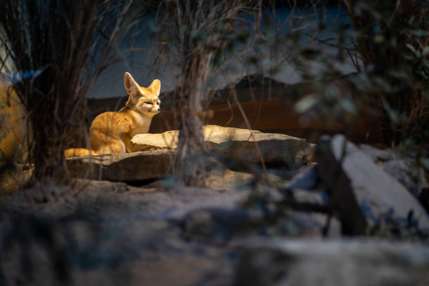 A small desert fox in Frankfurt Zoo.