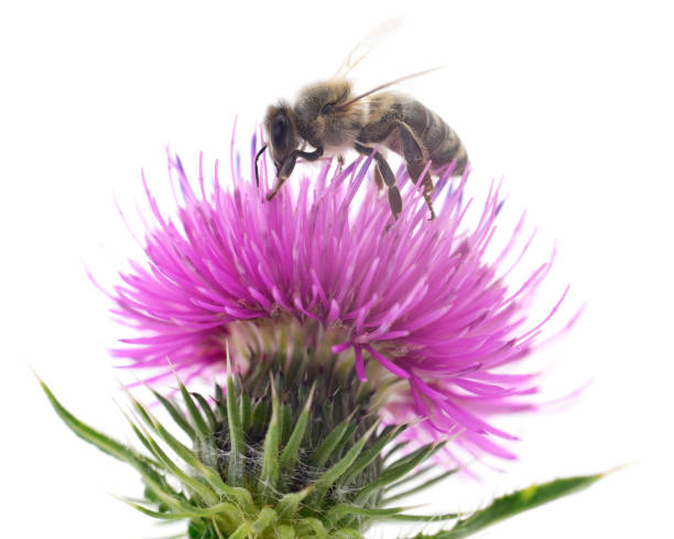 istock Honeybee and flower head isolated. 1138154669