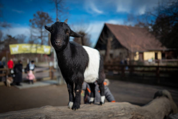Small goat in Frankfurt Pettingzoo.