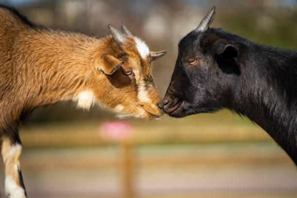 istock Small goat in Frankfurt Pettingzoo 1138154743
