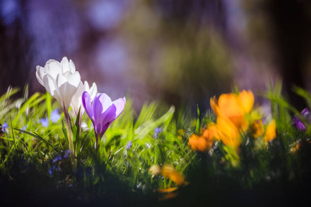 istock Springtime. Spring flowers in sunlight, outdoor nature. Wild crocus, postcard. 1138154788