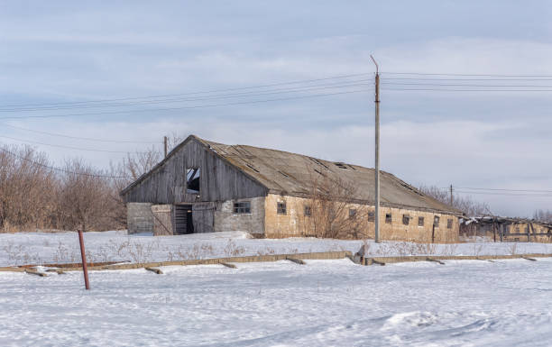 istock the room for cattle is old. 1138154989