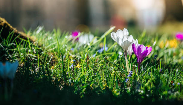 istock Springtime. Spring flowers in sunlight, outdoor nature. Wild crocus, postcard. 1138155076