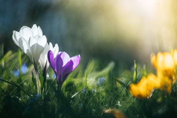 istock Springtime. Spring flowers in sunlight, outdoor nature. Wild crocus, postcard. 1138155217