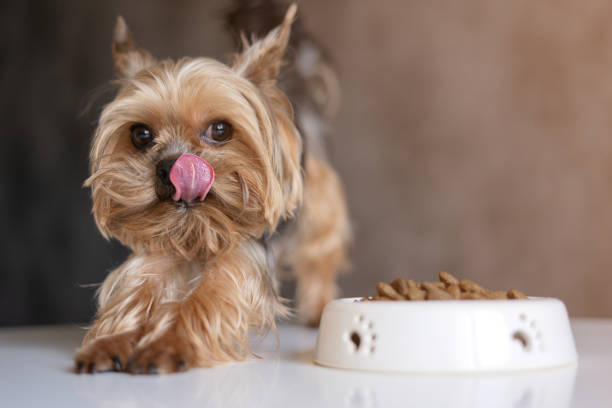 perro yorkshire terrier con un tazón de comida, comiendo comida - comida para perro fotografías e imágenes de stock