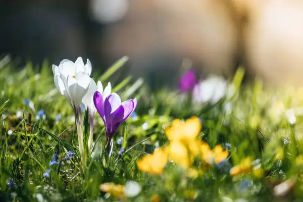 Photo of Springtime. Spring flowers in sunlight, outdoor nature. Wild crocus, postcard.