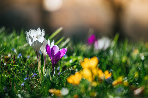 istock Springtime. Spring flowers in sunlight, outdoor nature. Wild crocus, postcard. 1138157536