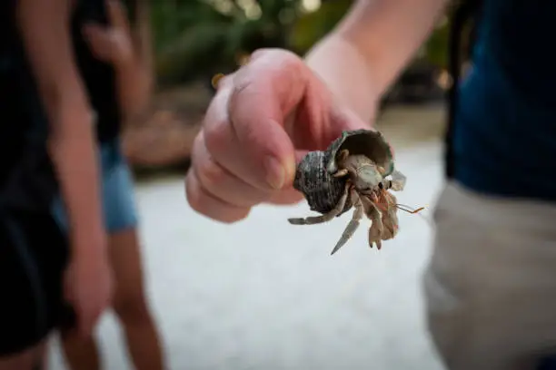 A hermitcrab on Koh Lipe in Thailand.