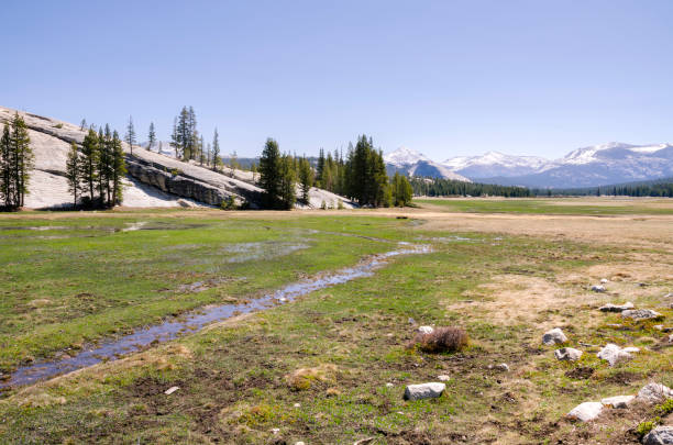 istock rocks and trees in Yosemite National Park 1138158384