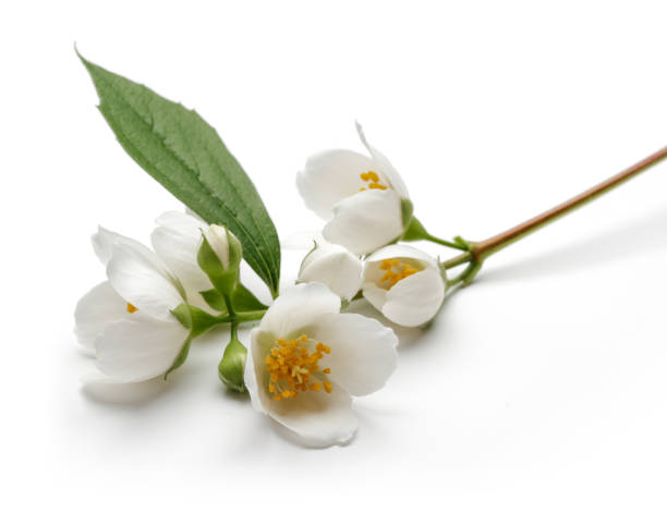 istock White jasmine flower with green leaf isolated 1138158766