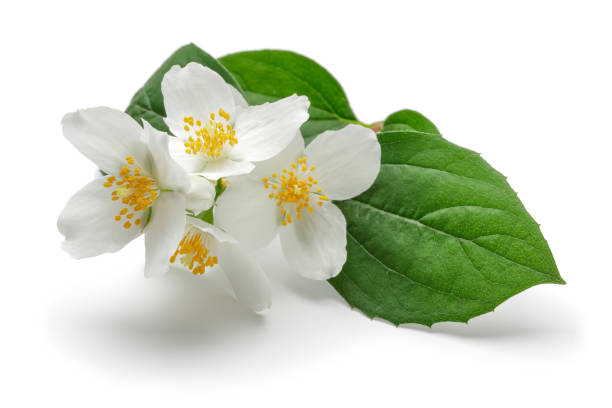 istock White jasmine flower with green leaf isolated 1138158775