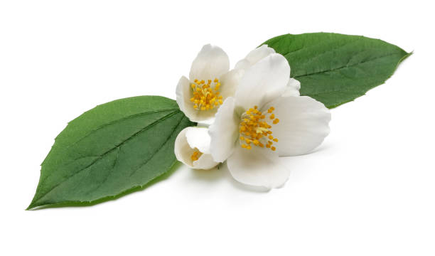 istock White jasmine flower with green leaf isolated 1138158776