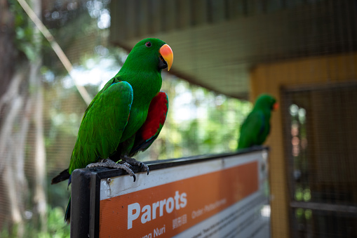A green parrot at the Kuala Lumpur Birdpark.
