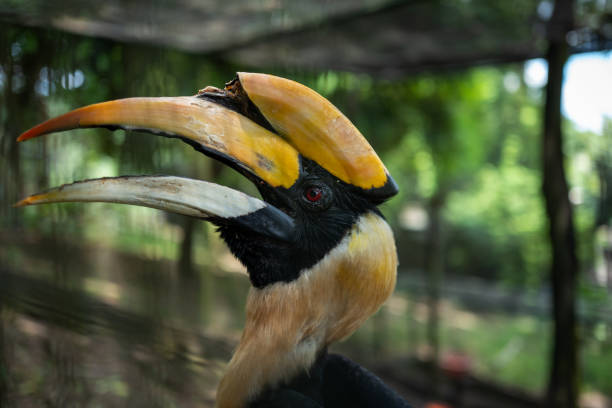 istock A Hornbill Bird at the Kuala Lumpur Birdpark 1138158830