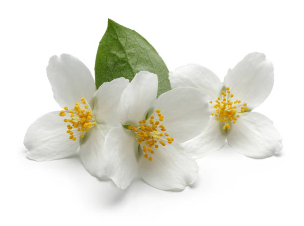 istock White jasmine flower with green leaf isolated 1138158936