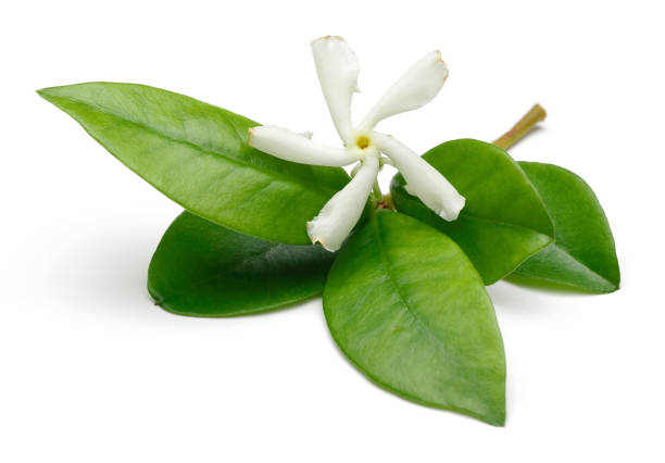 istock Star jasmine flowers with leaves isolated on white 1138159019