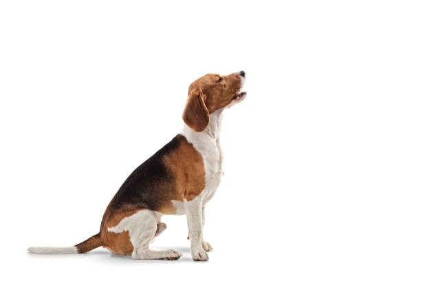 istock Beagle dog sitting and looking up 1138159145