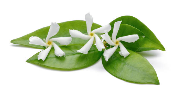 istock Star jasmine flowers with leaves isolated on white 1138159310