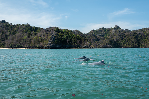 Dolphins at Mangroves tour in Kilim Karst Geoforest, Langkawi.