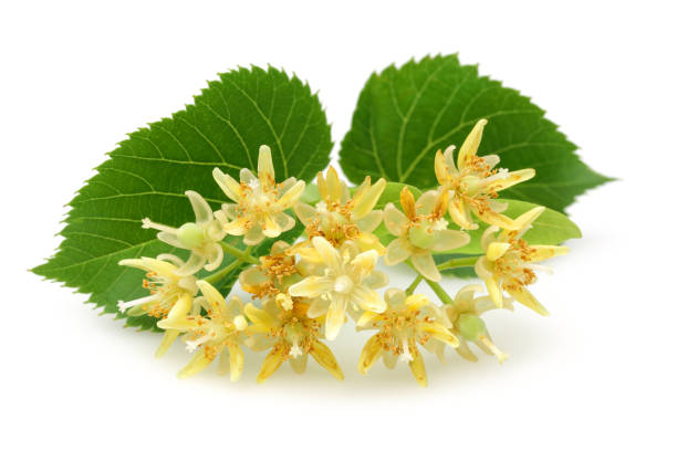 istock Fresh linden flowers and leaves isolated on white 1138160115