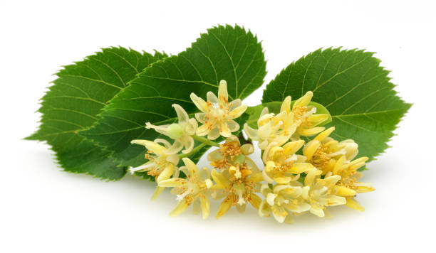 istock Fresh linden flowers and leaves isolated on white 1138160188