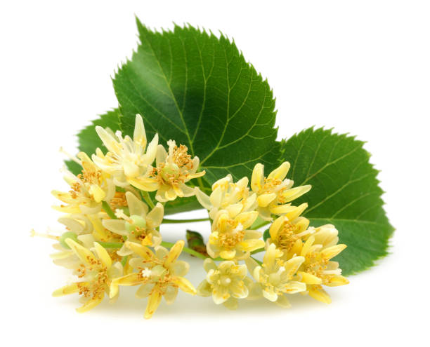 istock Fresh linden flowers and leaves isolated on white 1138160248