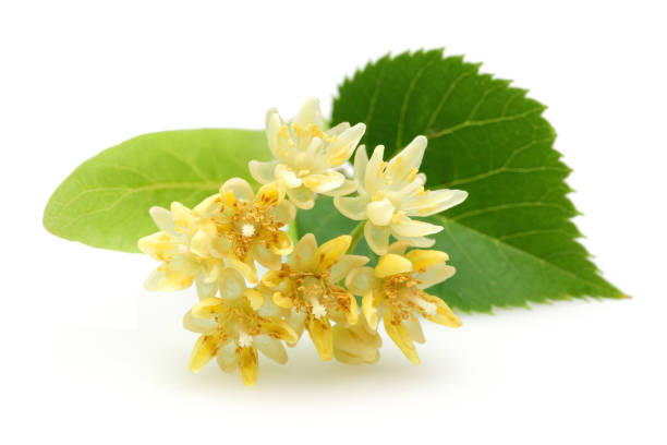Fresh linden flowers and leaves isolated on white
