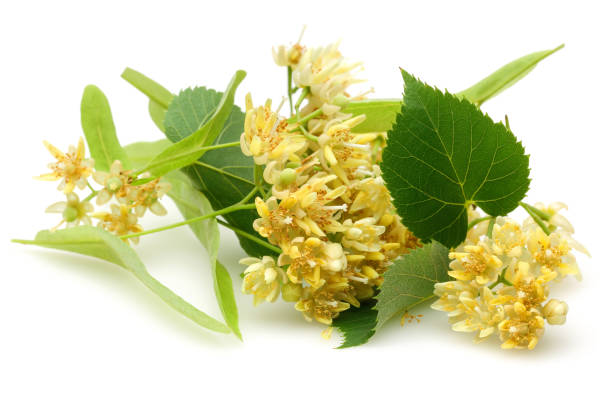 istock Fresh linden flowers and leaves isolated on white 1138160370