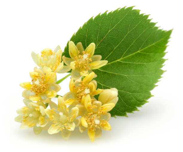 istock Fresh linden flowers and leaves isolated on white 1138160393