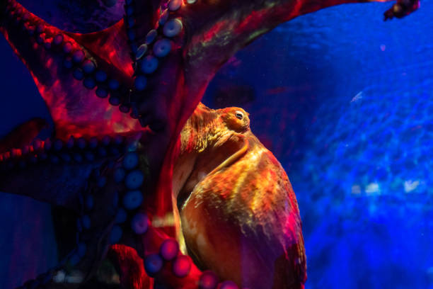 istock Octopus at Langkawi Waterworld 1138160398