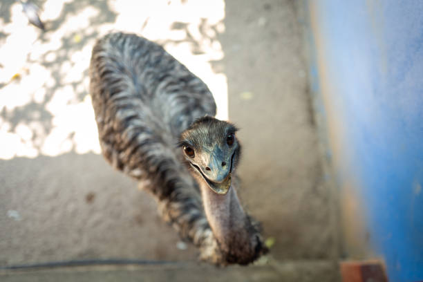 un emu regardant la caméra - young bird beak feather ostrich photos et images de collection