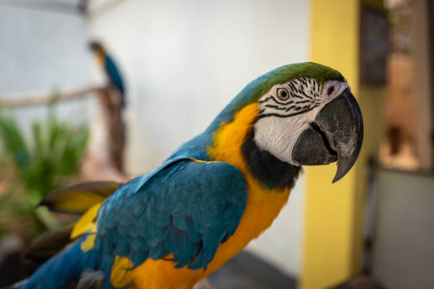 Parrot at Langkawi Wildlife Park.