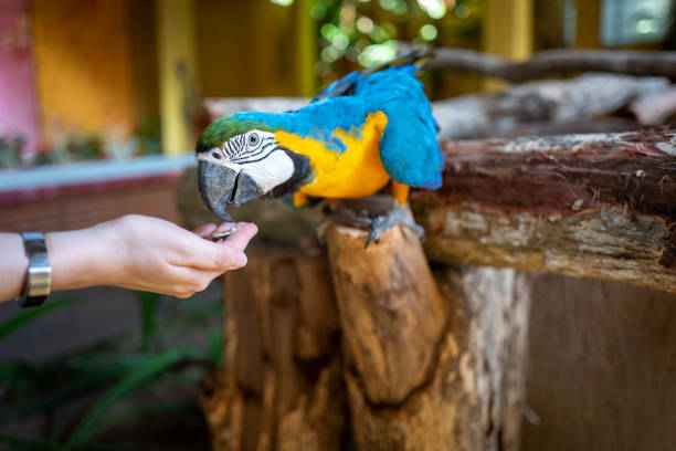 istock Parrot at Langkawi Wildlife Park 1138160531