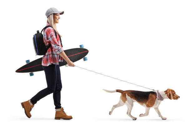 istock Female skater with a longboard walking a beagle dog 1138161688
