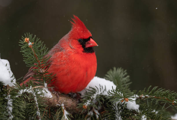 istock Northern Cardinal in Snow 1138161926